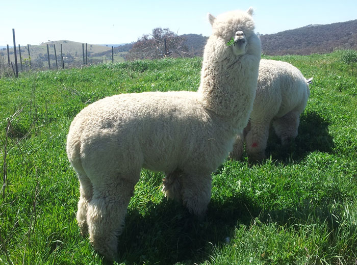 Alpaca Stud Services